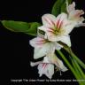 Flower Abound
